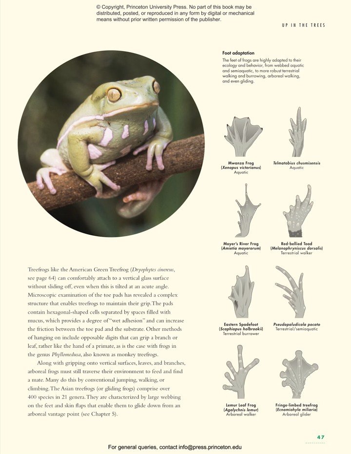 the lives of frogs. a natural history