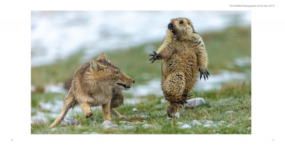 wildlife photographer of the year. portfolio 29