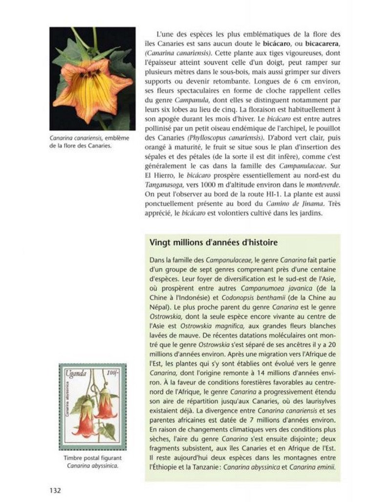 flore et vgtation de l'le d'el hierro canaries