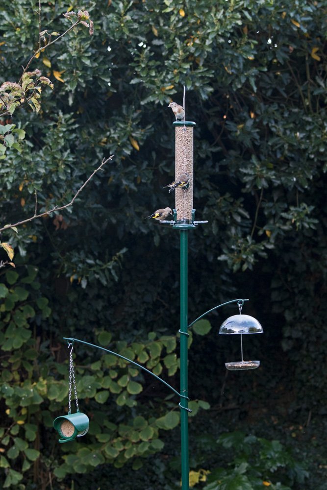 po-g palo de jardn "garden pole"