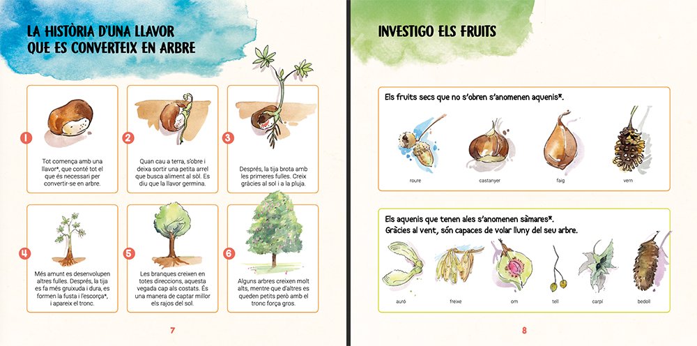 descobreixo els arbres i aprenc a reconixer-los