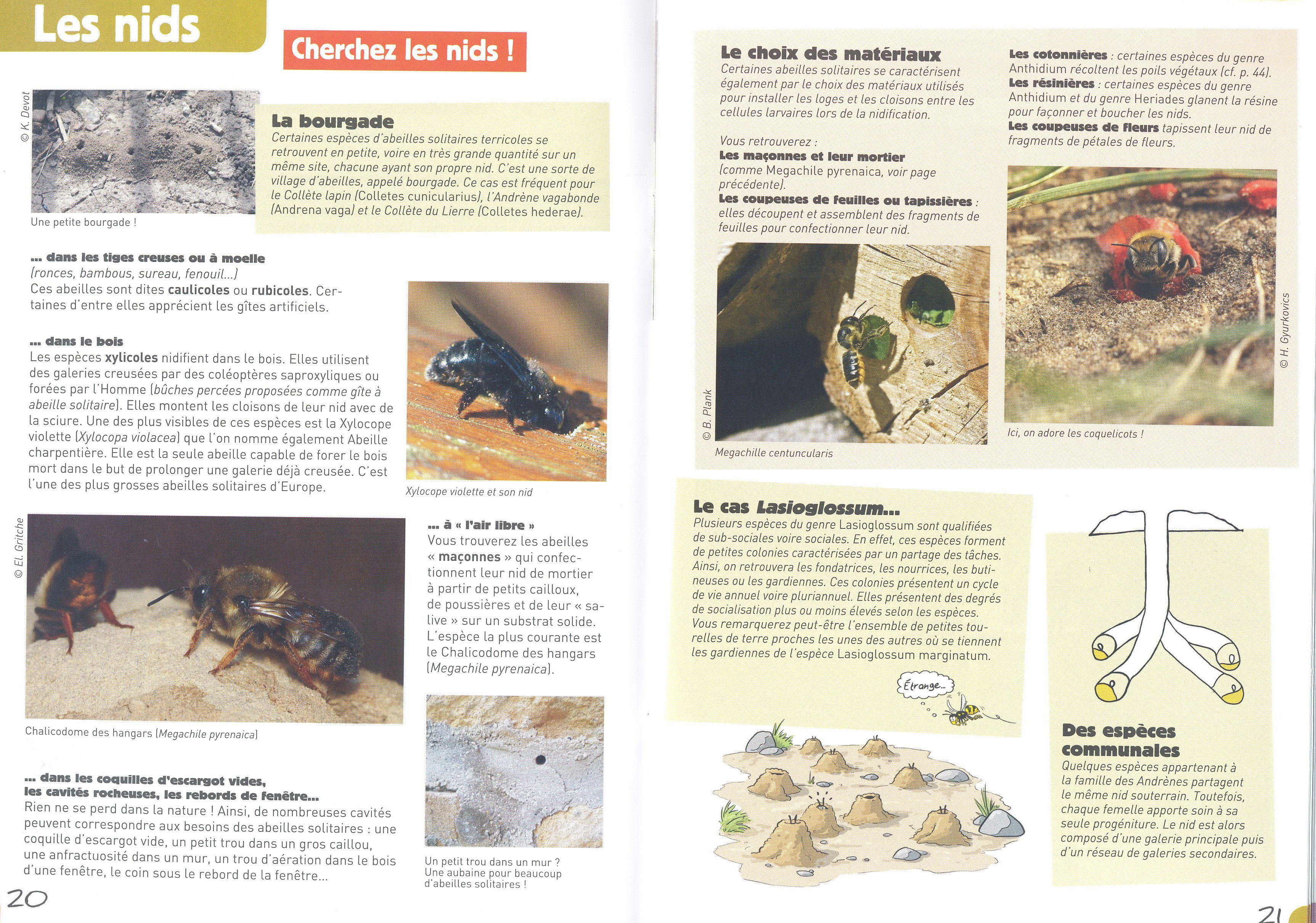  la rencontre des abeilles solitaires