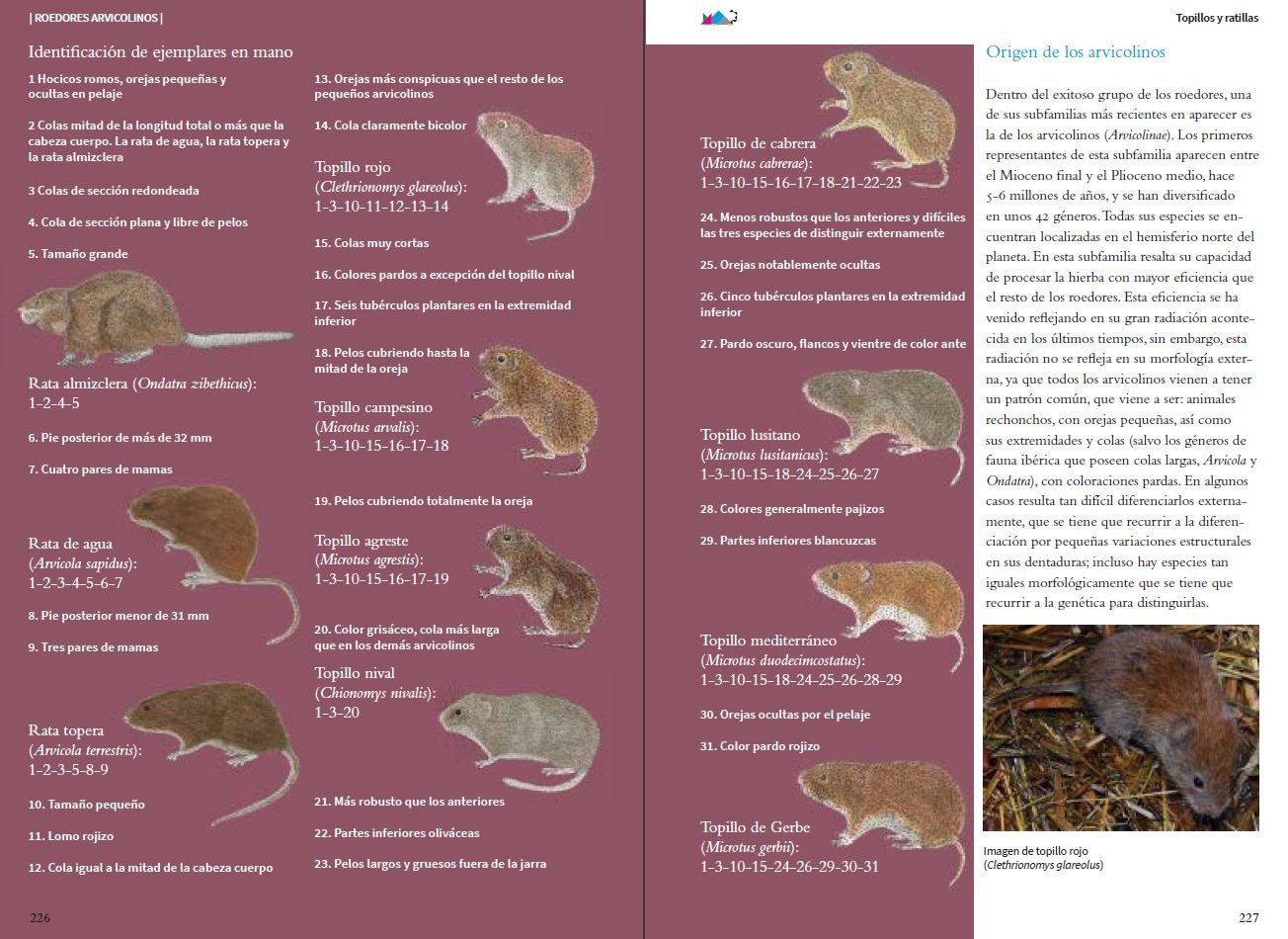 vida y seales de los micromamferos ibricos
