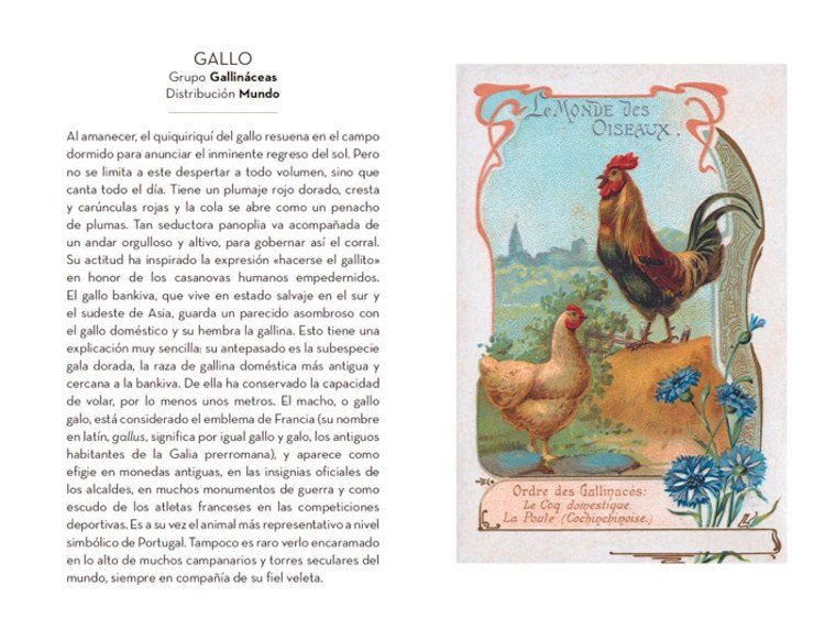 el pequeo libro de las aves