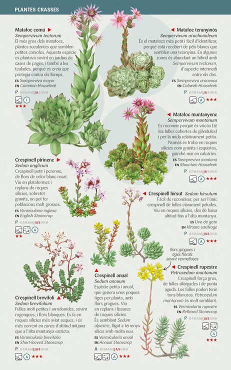 110 flors d'alta muntanya dels pirineus que cal conixer. miniguia de camp