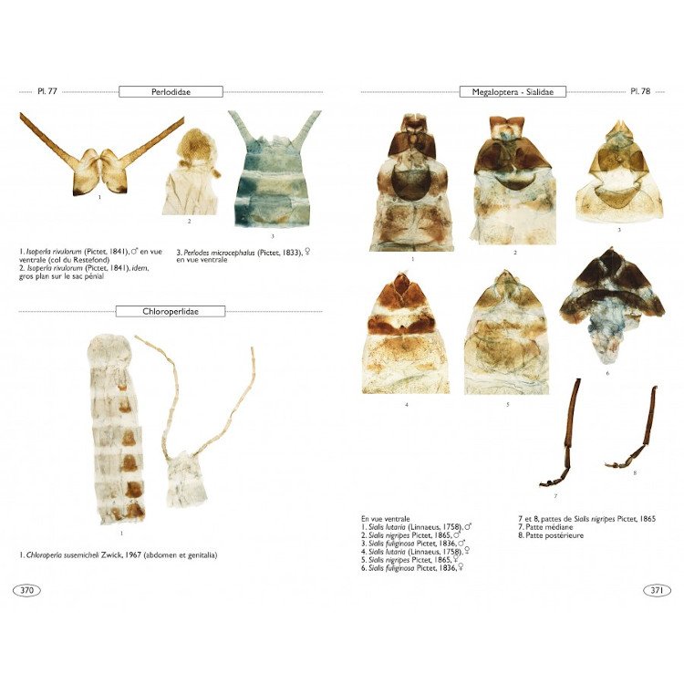 nvroptrodes d'europe, nvroptres, trichoptres, plcoptres, mcoptres, mgaloptres et raphidioptres