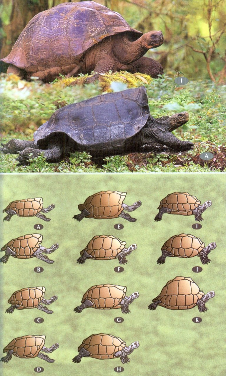 birds, mammals and reptiles of the galpagos islands