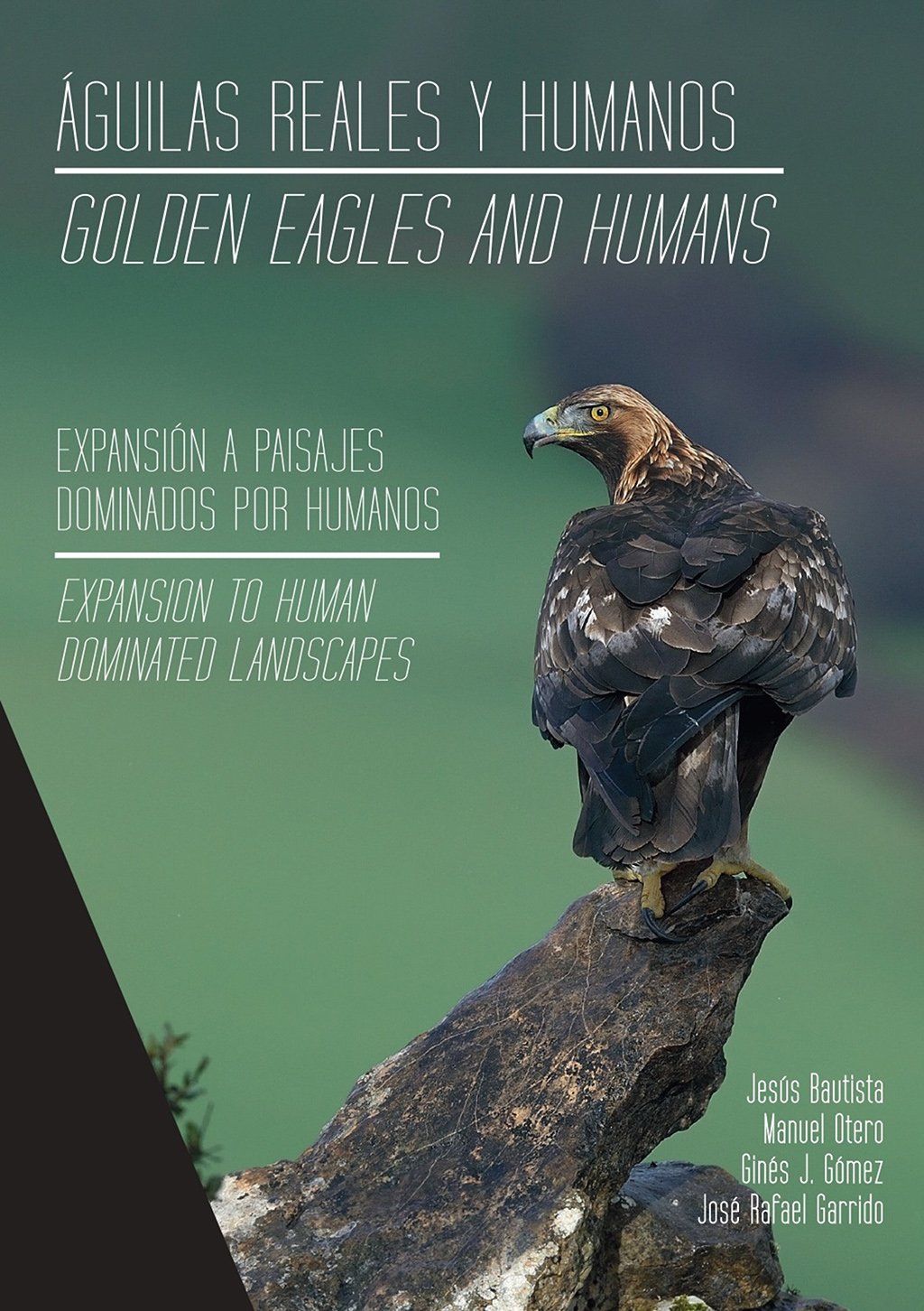 guilas reales y humanos expansin a paisajes dominados por humanos/golden eagles and humans expansion to human dominated landscapes