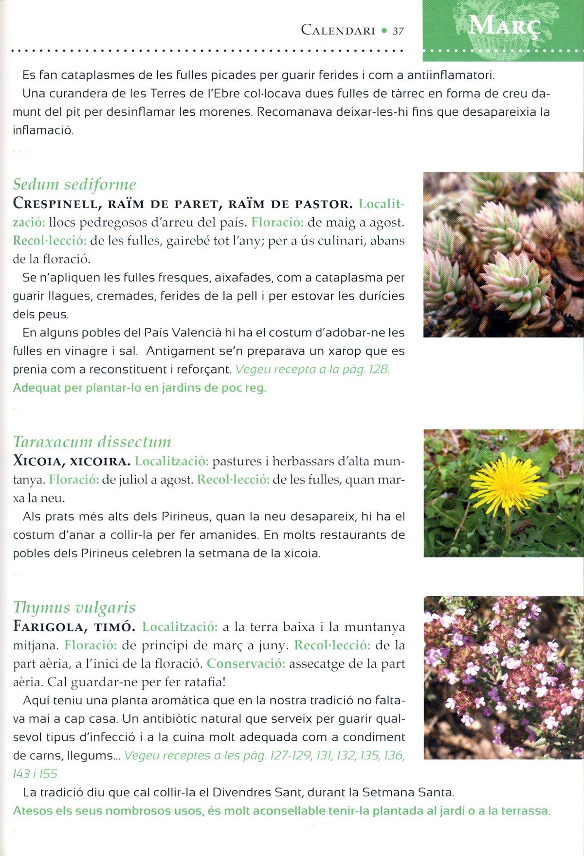 guia del recollector. remeis i usos de les nostres plantes i bolets