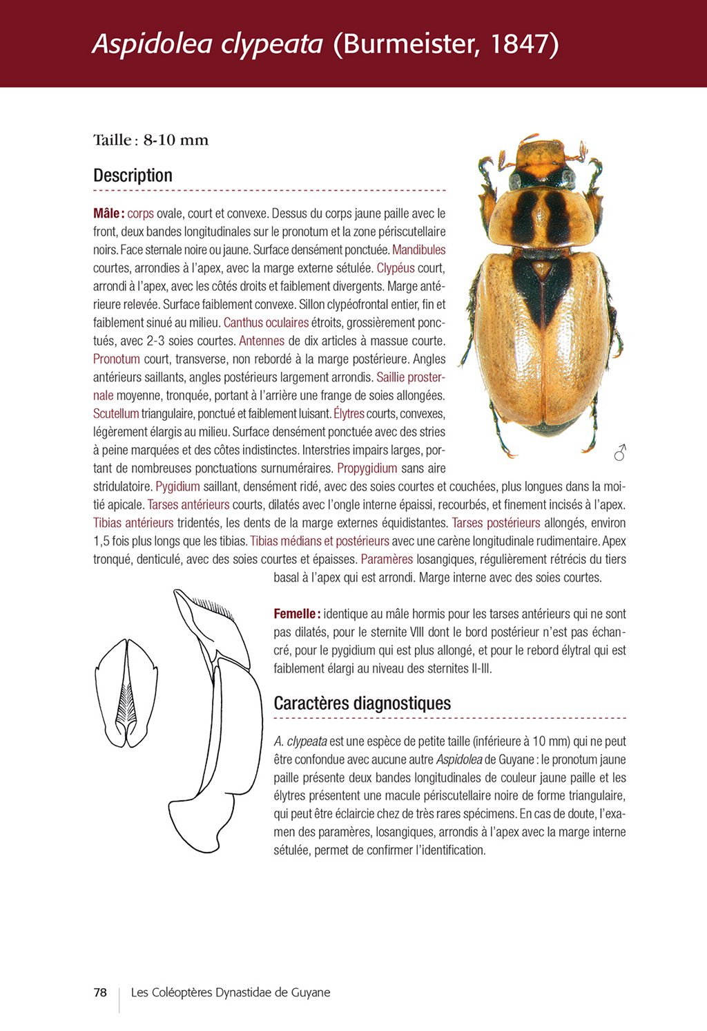 les coloptres dynastidae de guyane. coleoptera scarabaeoidea