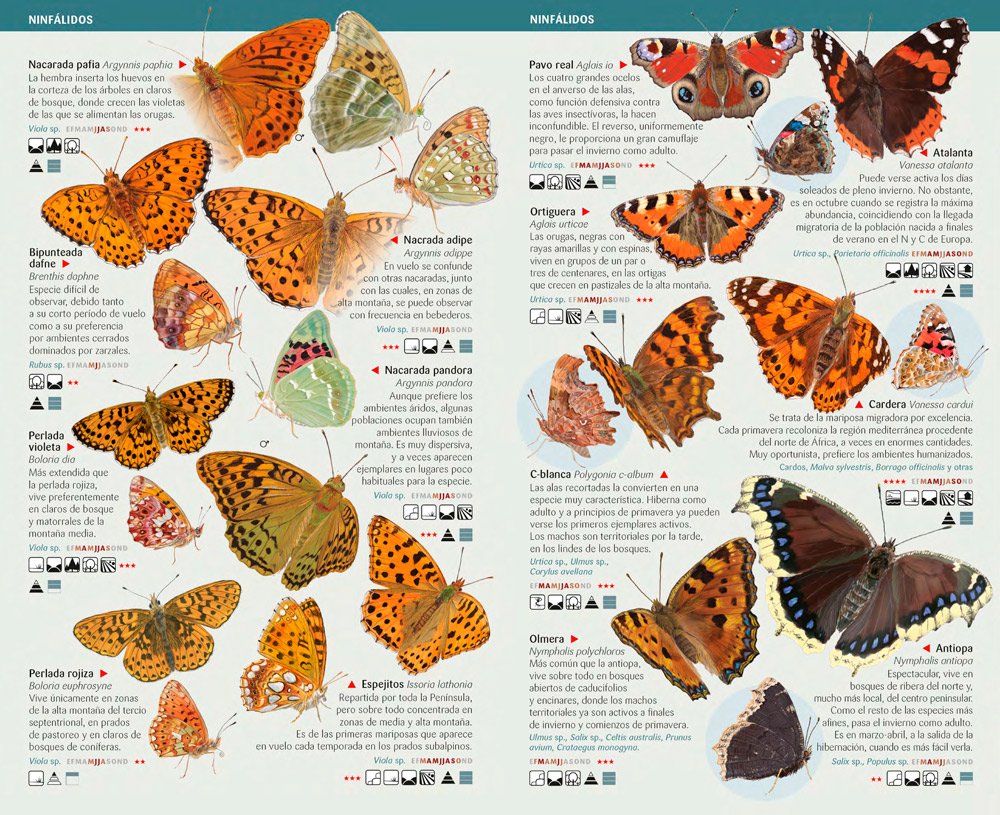 mariposas diurnas de espaa que hay que conocer. minigua de campo