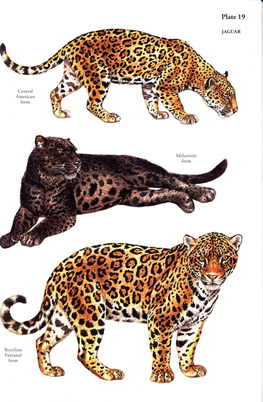 a field guide to the carnivores of the world.