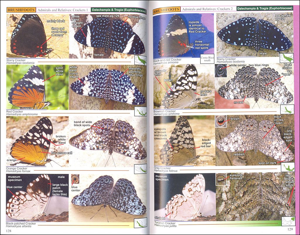 a swift guide to butterflies of mexico and central america. 2nd ed.