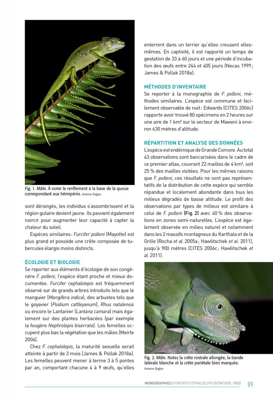 atlas des amphibiens et des reptiles terrestres de l'archipel des comores