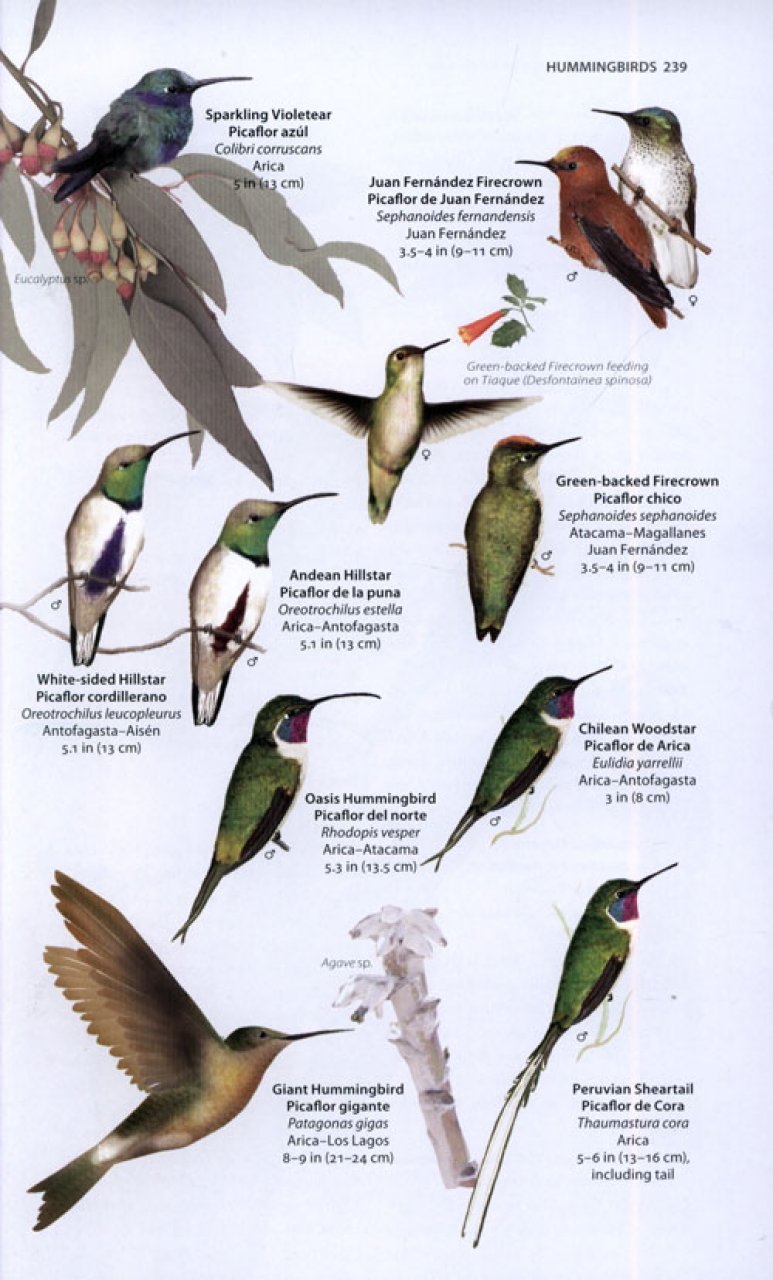 a wildlife guide to chile