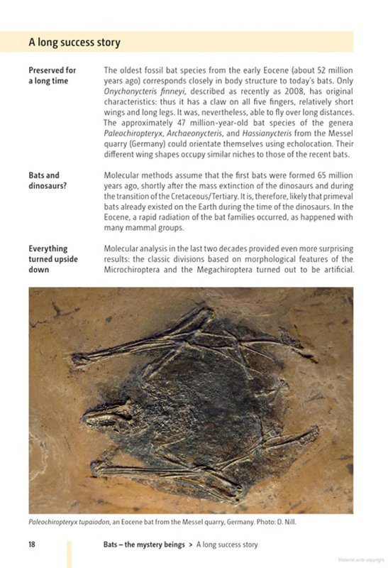 bats of britain and europe