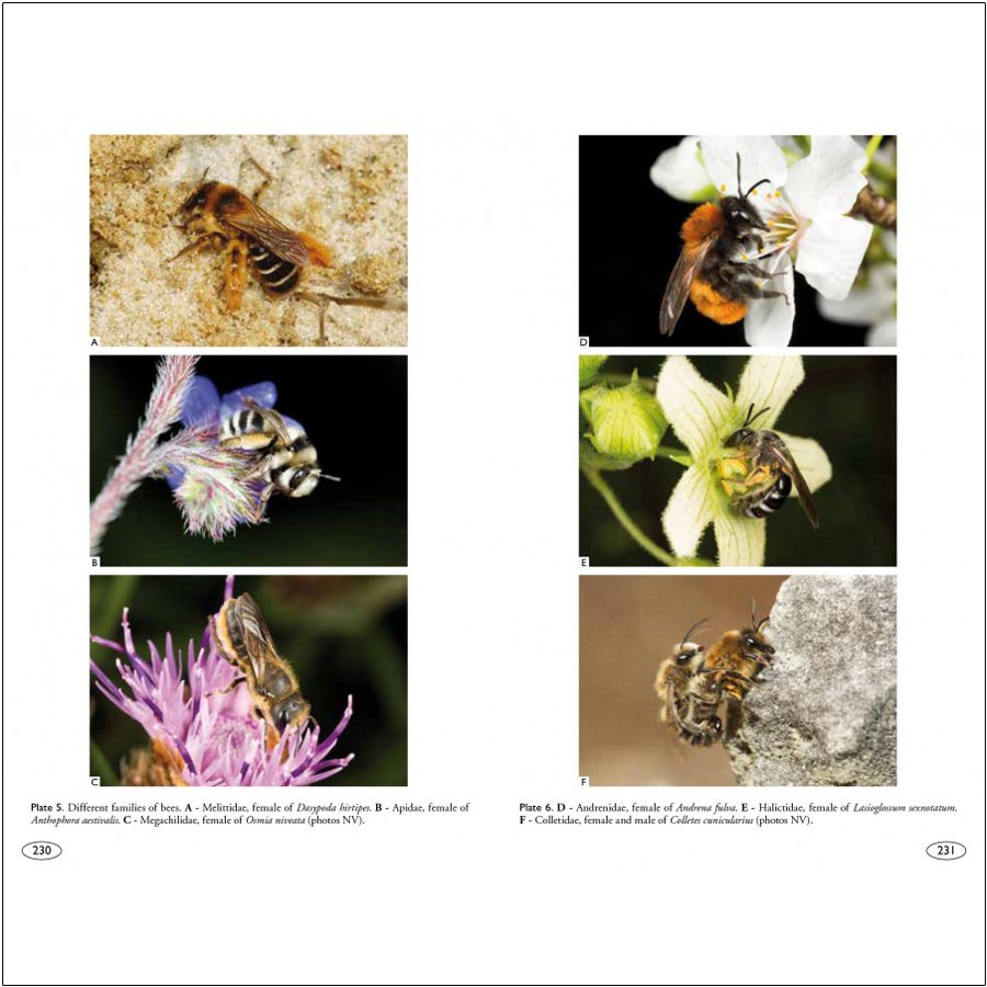 bees of europe - hymenoptera of europe 1