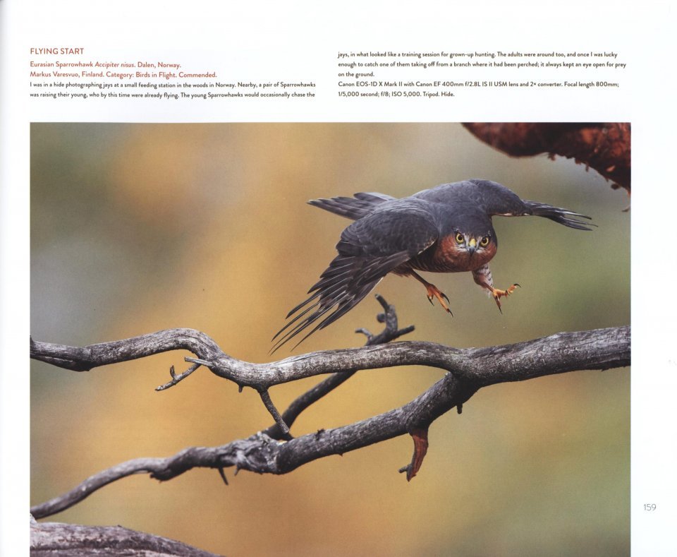 bird photographer of the year. collection 4