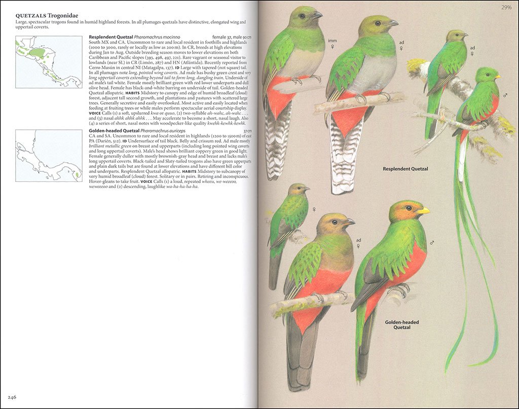 birds of central america: belize, guatemala, honduras, el salvador, nicaragua, costa rica and panama