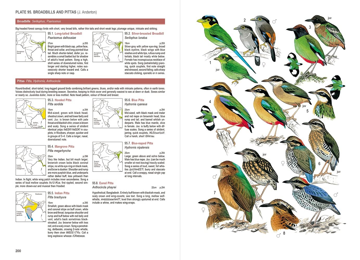 birds of south asia. the ripley guide volumen 1 field guide