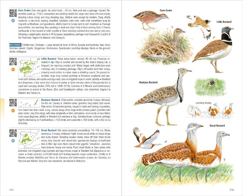 birds of spain