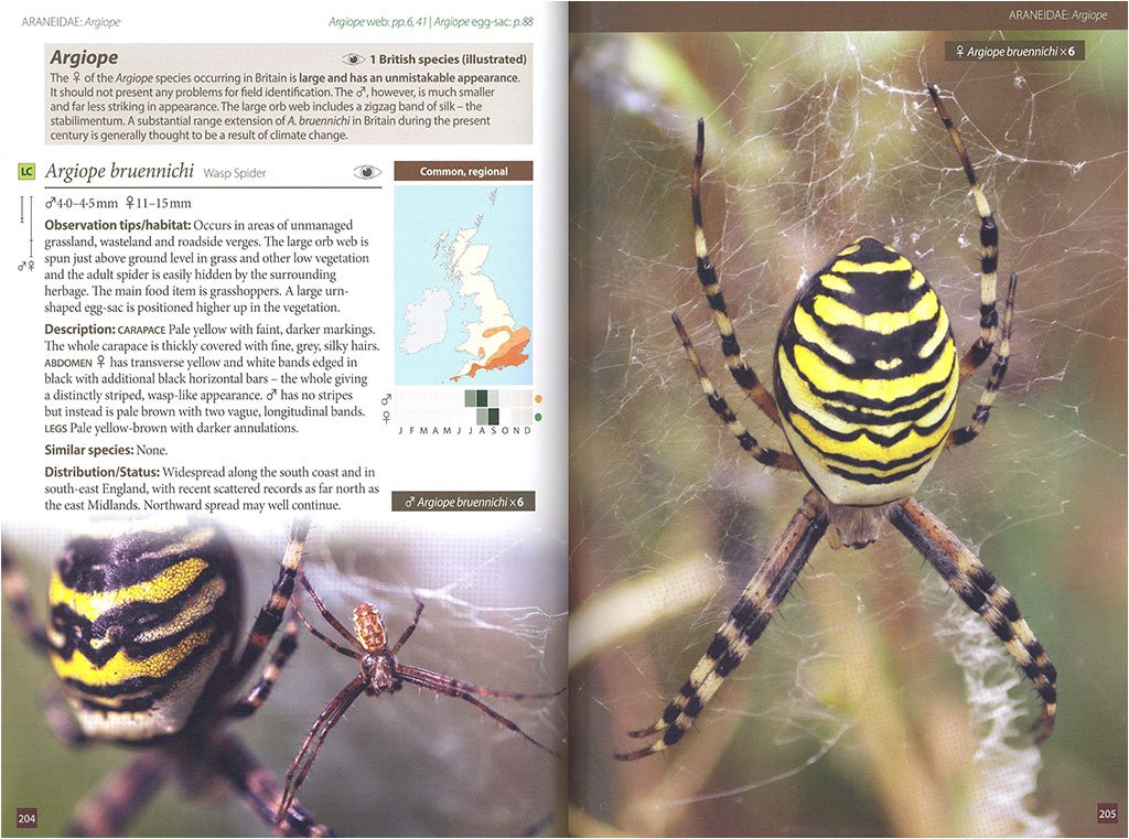 britain's spiders: a field guide