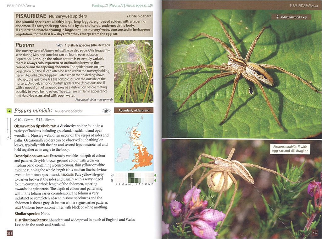 britain's spiders: a field guide
