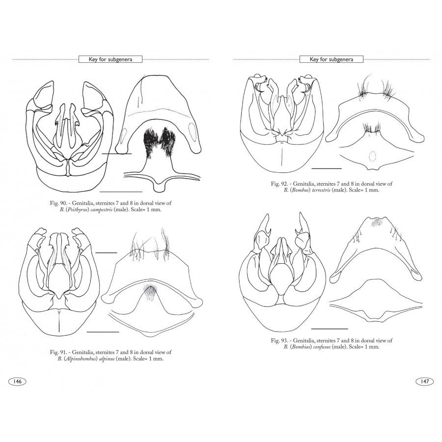 bumblebees of europe and neighbouring regions - hymenoptera of europe 3