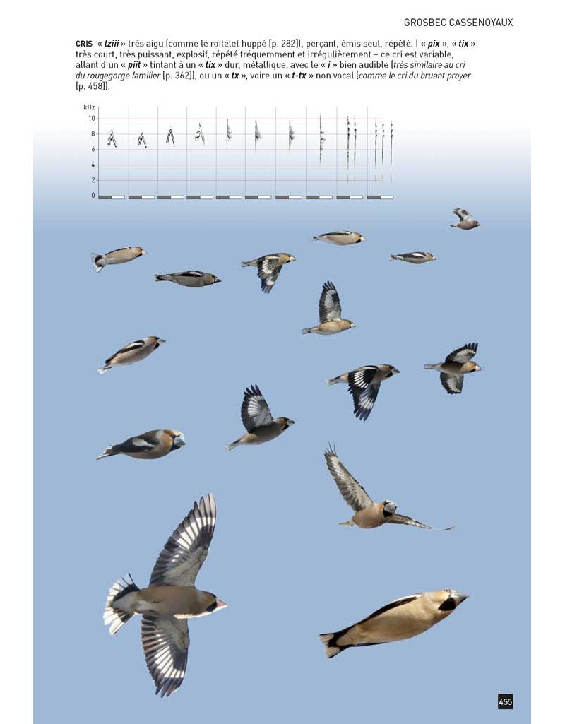 cahier d'identification des passereaux d'europe en vol