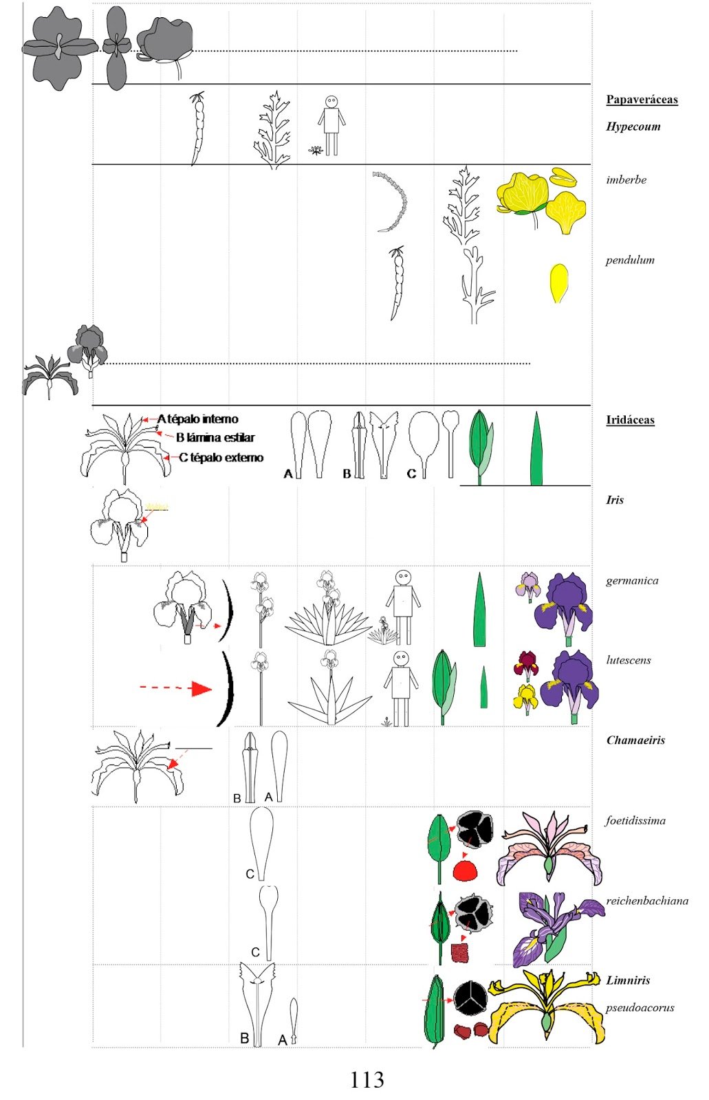 claves ilustradas de las flores del valle del ebro