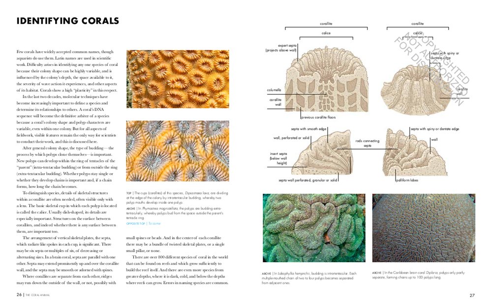 coral reefs: a natural history. an illustrated look at corals from around the world