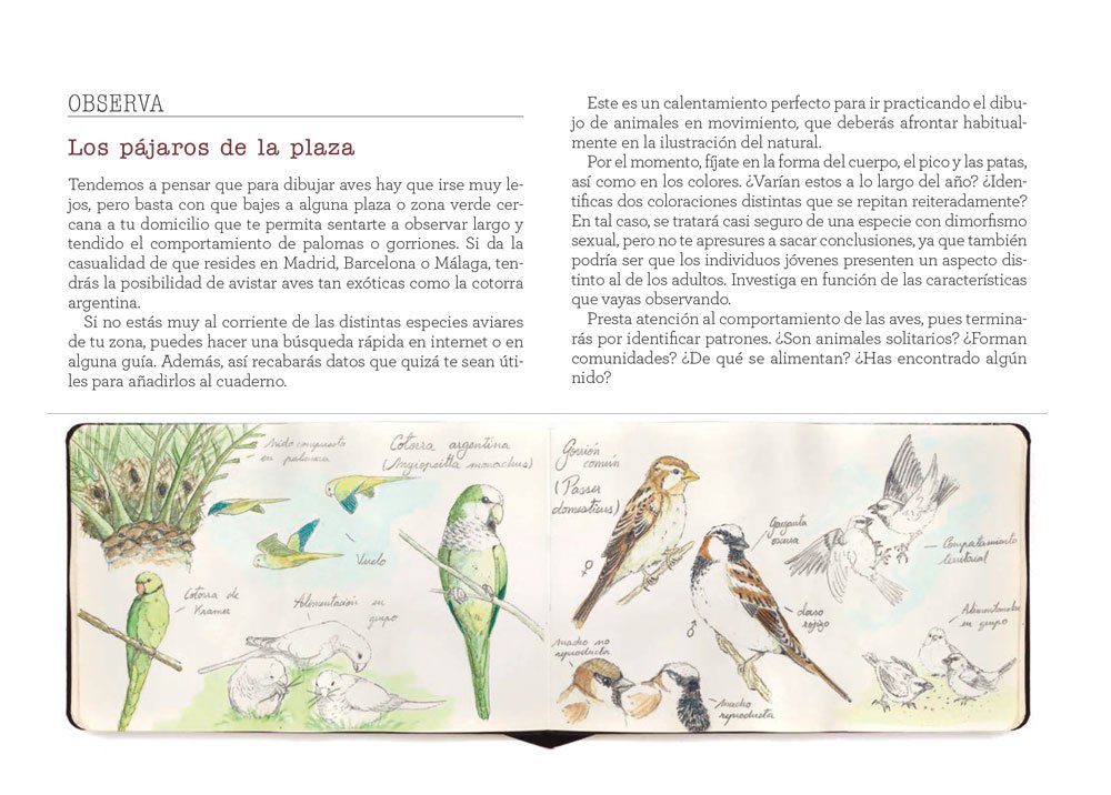 cuaderno de campo. aprende dibujando