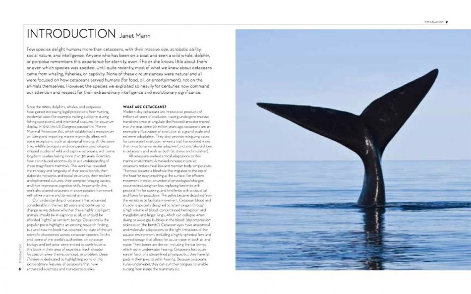 deep thinkers: an exploration of intelligence in whales, dolphins and porpoises