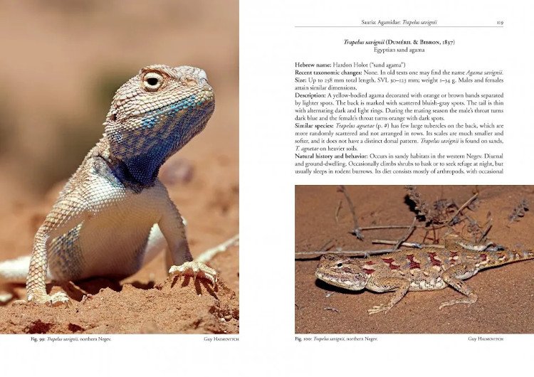 field guide to the amphibians and reptiles of israel