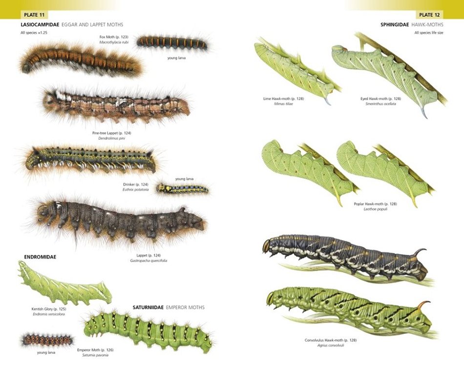 field guide to the caterpillars of great britain and ireland