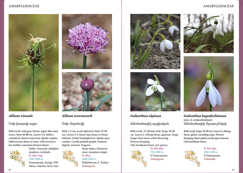 field guide to the plants of armenia