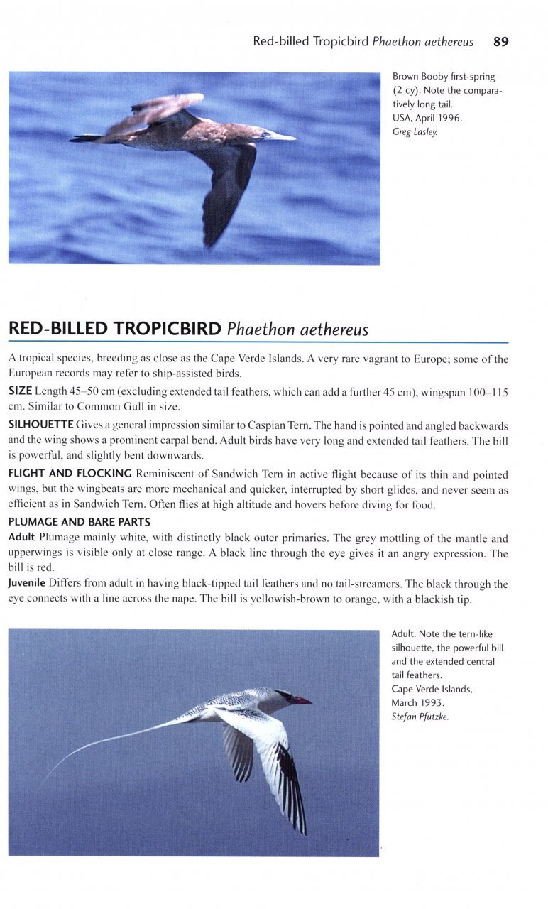 flight identification of european seabirds