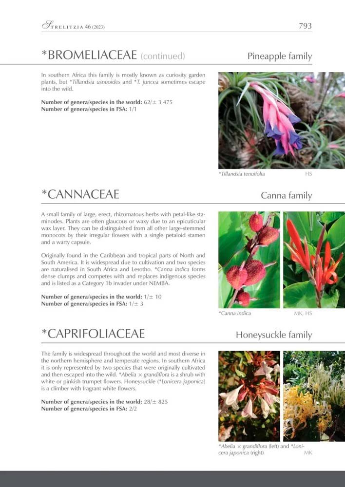 flowering plant families of southern africa