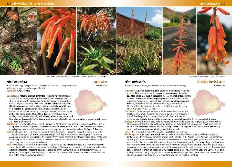 flowering plants & ferns of ascension island