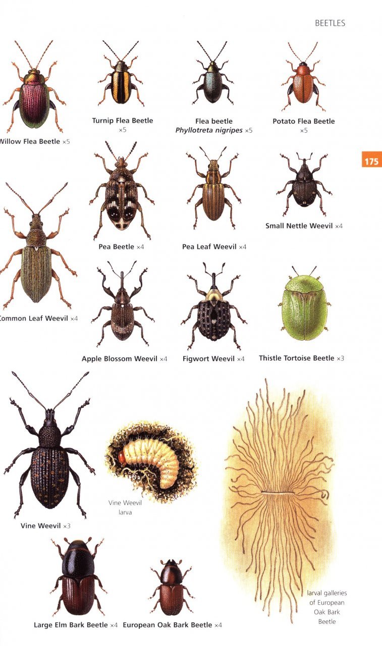 guide to garden wildlife