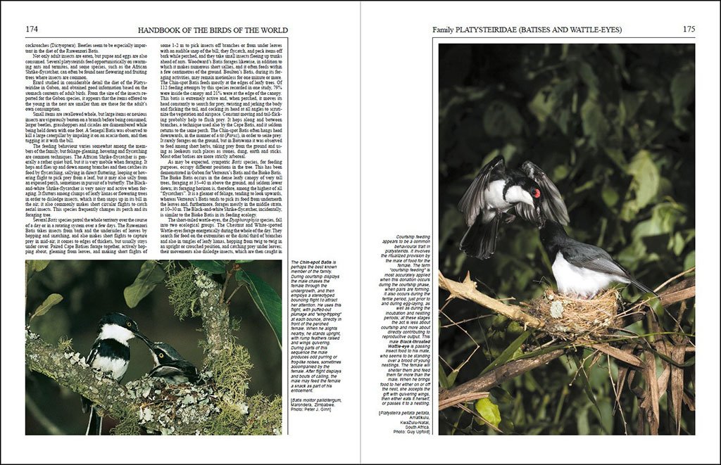 handbook of the birds of the world, vol. 11 old world flycatchers to old world warbles