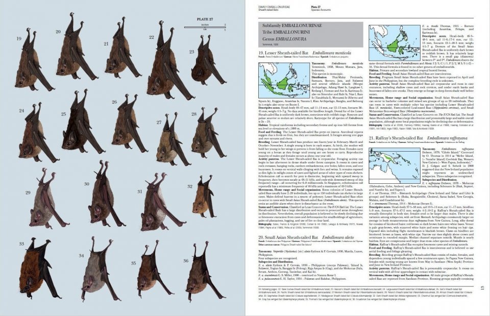 handbook of the mammals of the world. vol. 9 bats