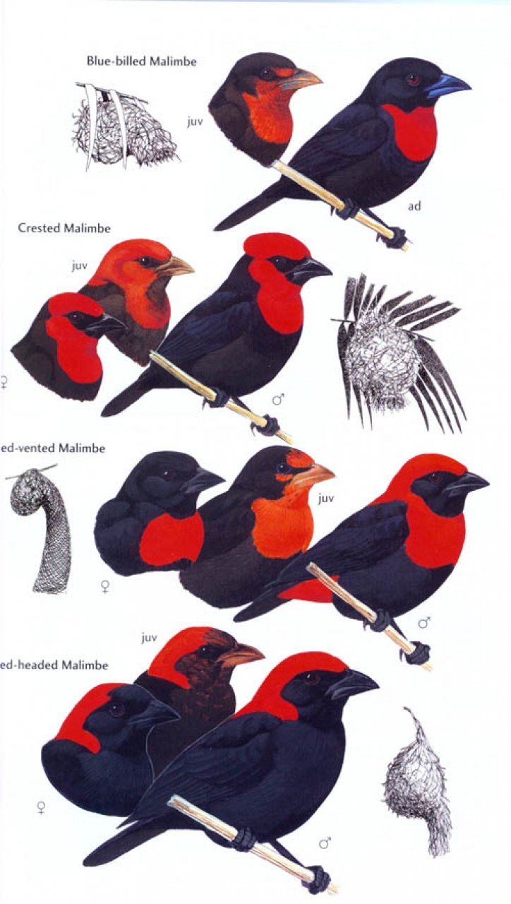 helm field guide. birds of ghana