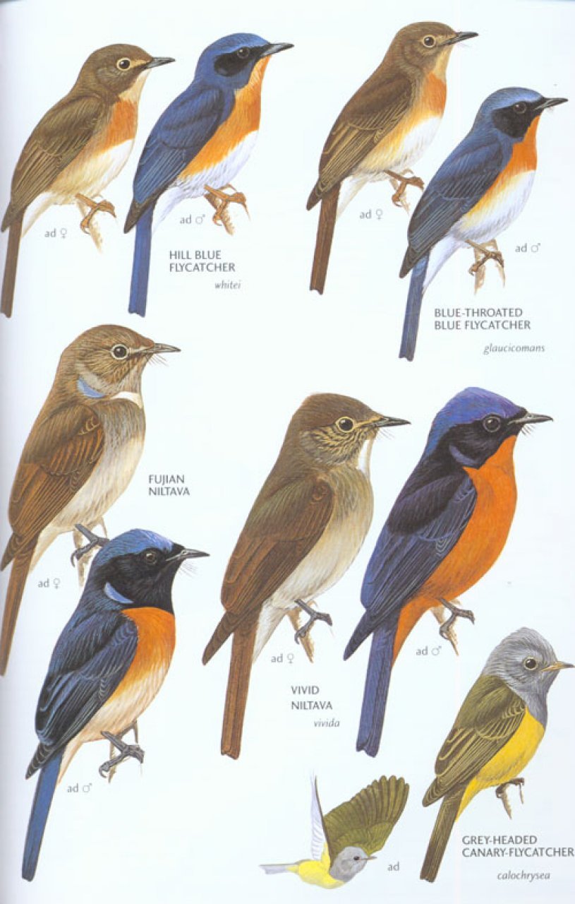 helm field guides. birds of east asia