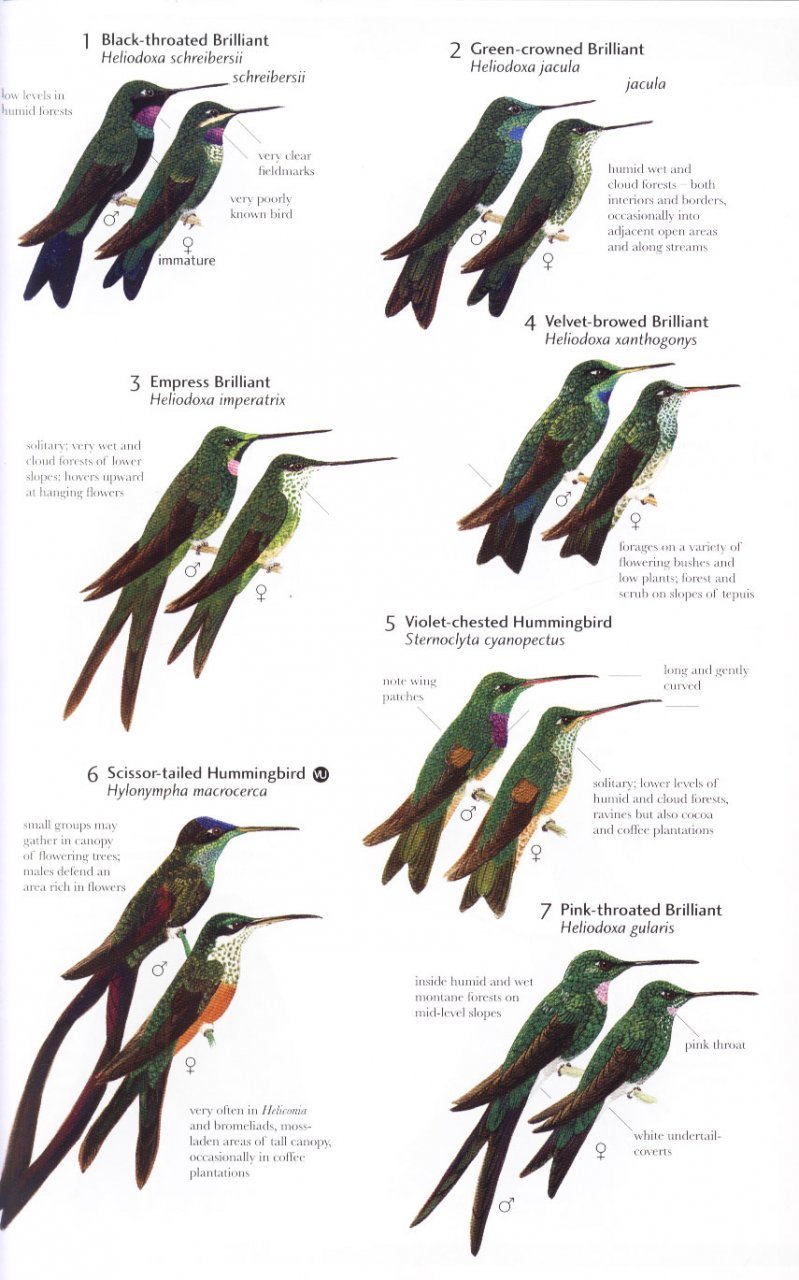 helm field guides. birds of northern south america. an identification guide. plates and maps