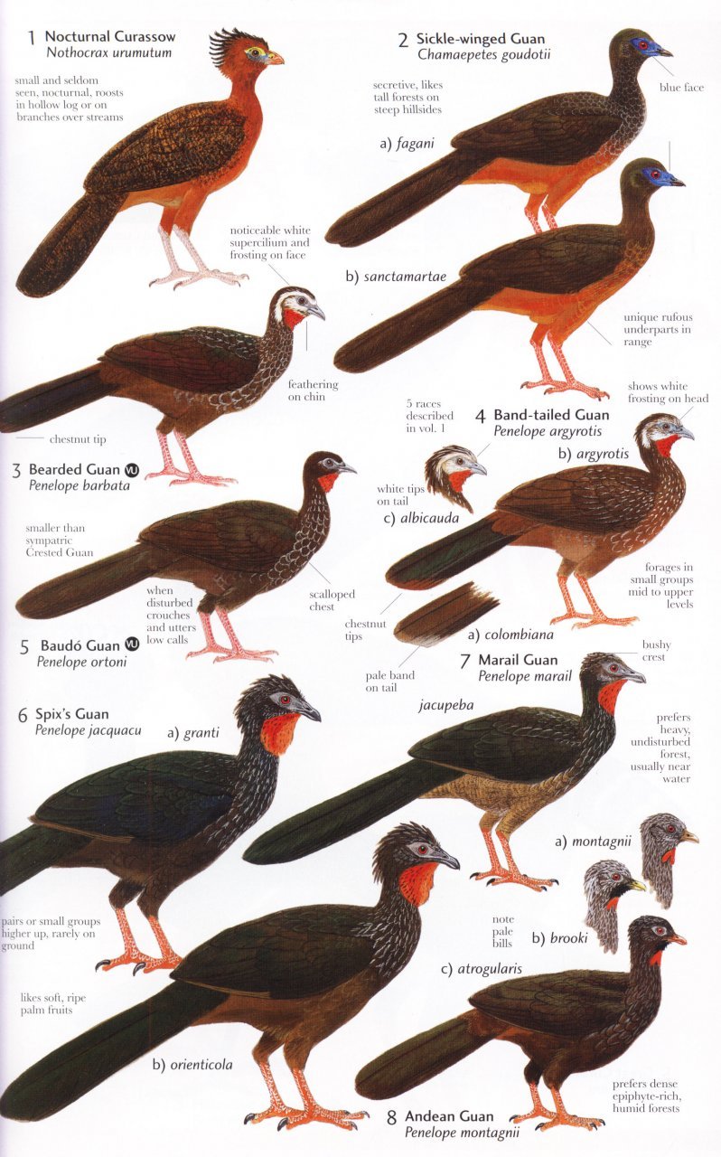 helm field guides. birds of northern south america. species accounts
