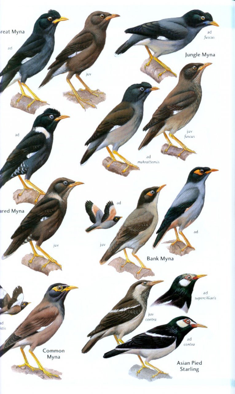 helm field guides. birds of the indian subcontinent
