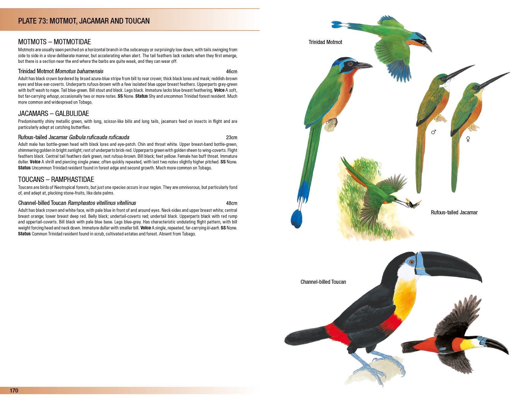 helm field guides. birds of trinidad and tobago
