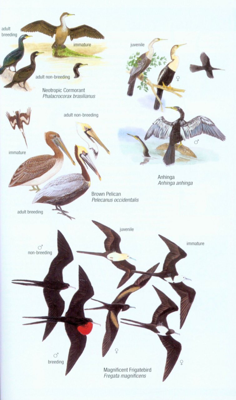 helm field guides. birds of venezuela