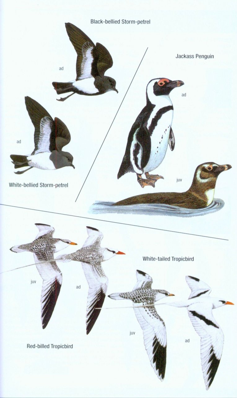helm field guides. birds of western africa. 2nd ed.
